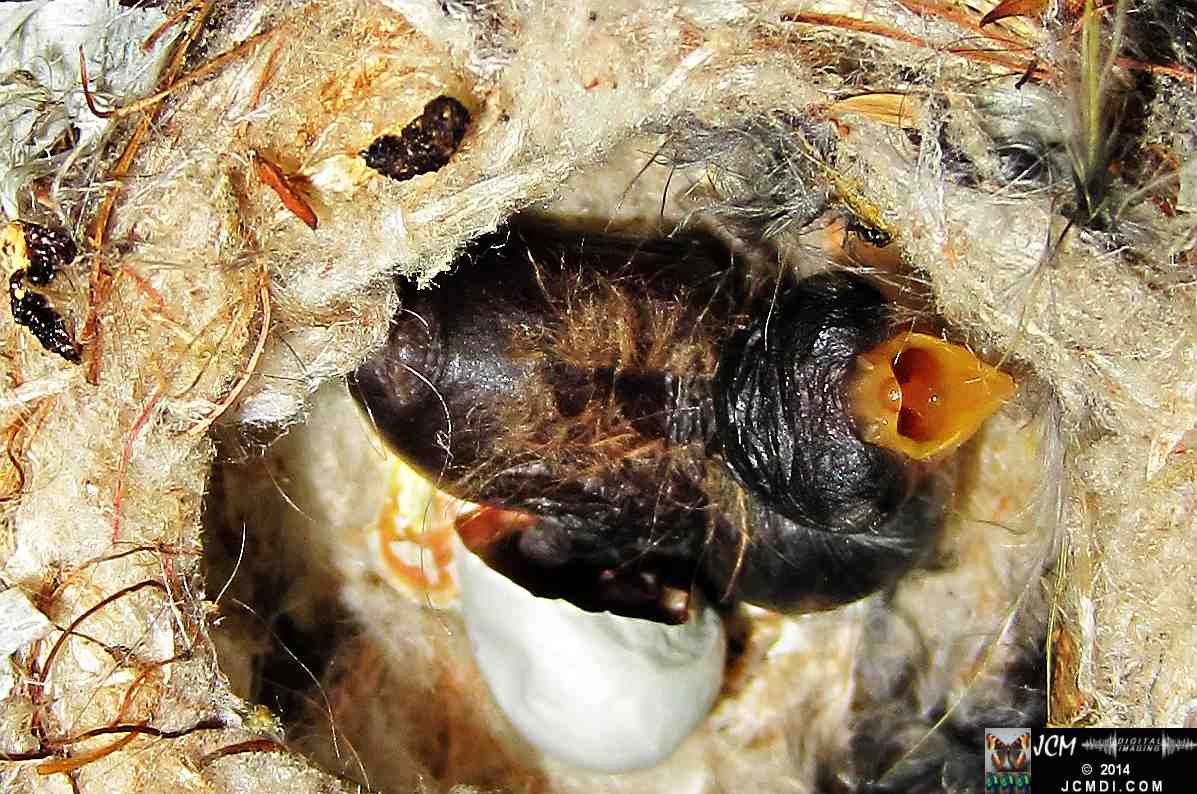 Allens Hummingbird nest, chick and filming setup